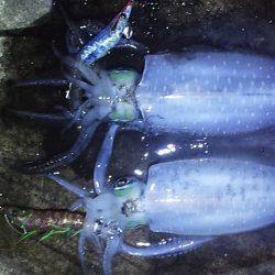 エンドレス　アオリイカ