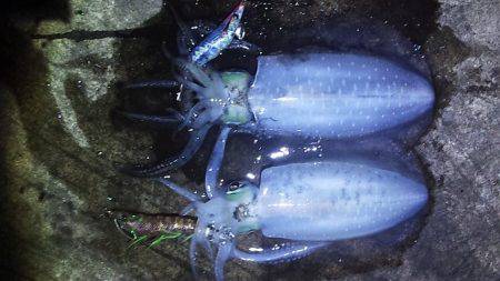 エンドレス　アオリイカ