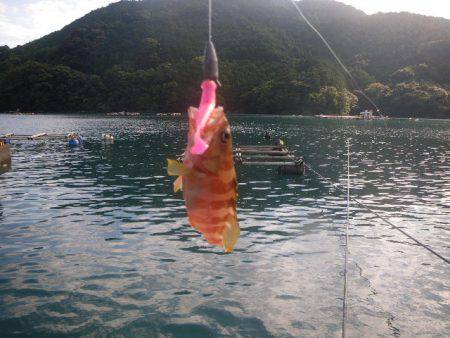 オオモンハタ遠征