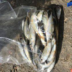 エギング&サビキ