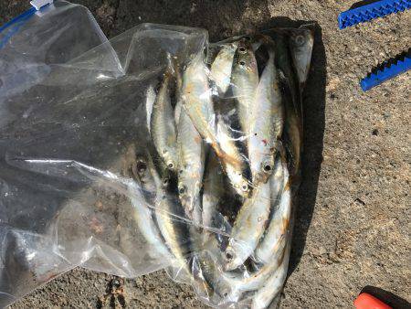 エギング&サビキ