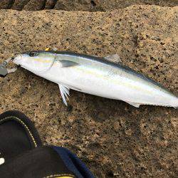 久しぶりの磯。