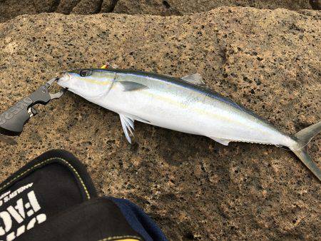 久しぶりの磯。