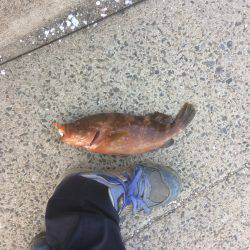 アコウがつれた