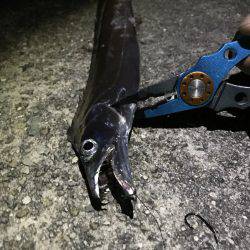 青物とタチウオ釣り