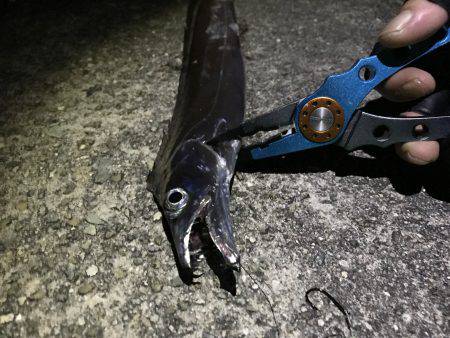 青物とタチウオ釣り