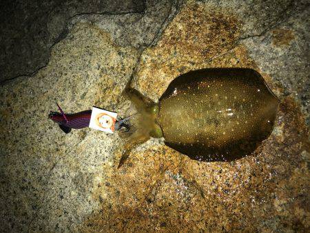 キャップテンマックス