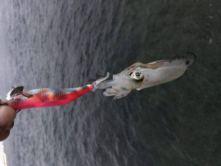 先週の台風の影響？