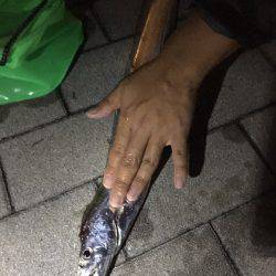 太刀魚、サゴシ