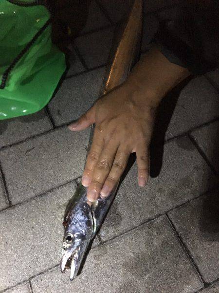 太刀魚、サゴシ