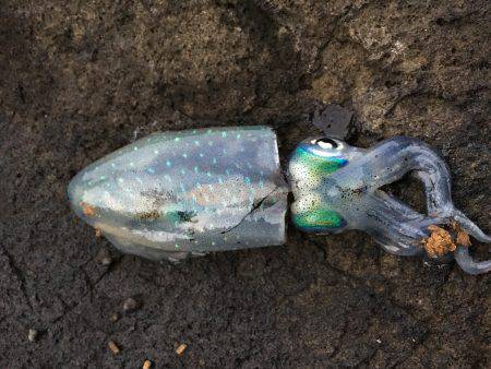 激シブ‥エギング