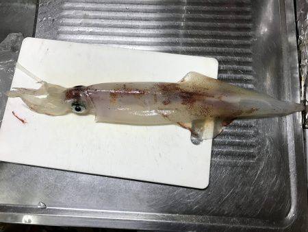 エギにヤリイカ!!