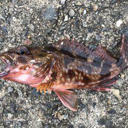 なんとか、ボウズは…。