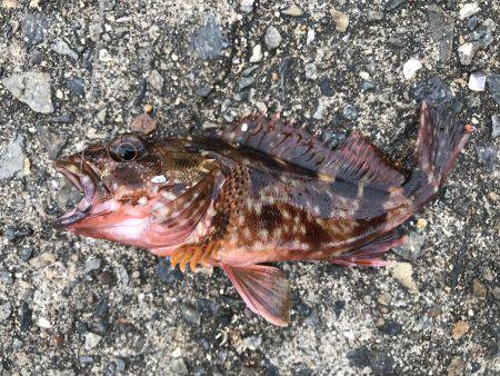 なんとか、ボウズは…。