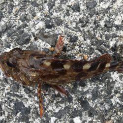 ガシラの唐揚げ