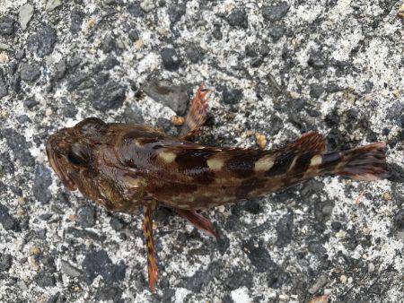 ガシラの唐揚げ