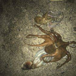 タチウオ狙いのはずがタコ狙いに変更