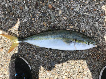 ツバスゲット！