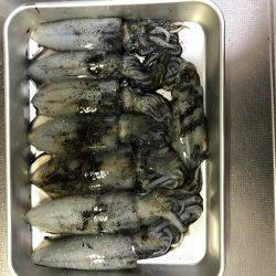 試し釣り&初調査