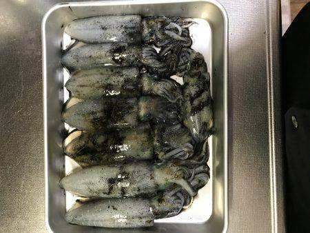 試し釣り&初調査