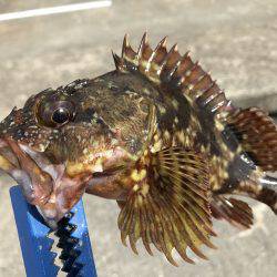 カサゴの煮付け