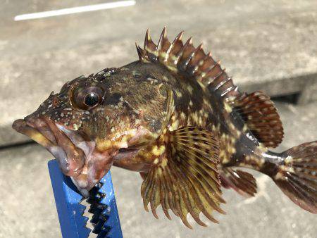 カサゴの煮付け