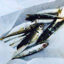 岸和田渡船で一文字にて