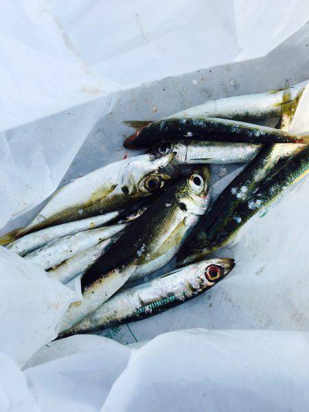 岸和田渡船で一文字にて