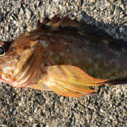 飽きのこない程度に…。