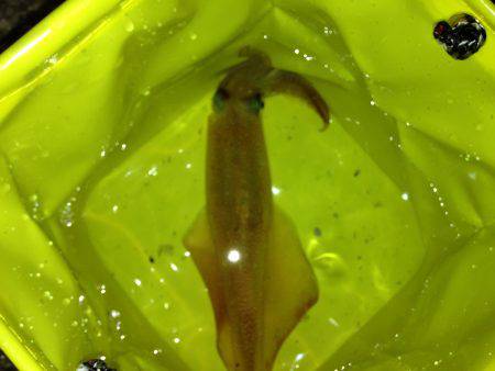 今年の初エギング