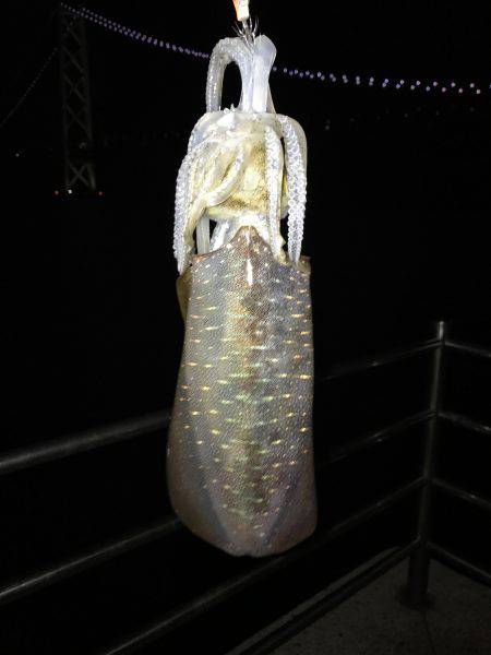 デカケンサキを求めて！