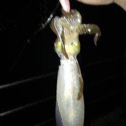 デカイカ求めて&数釣り