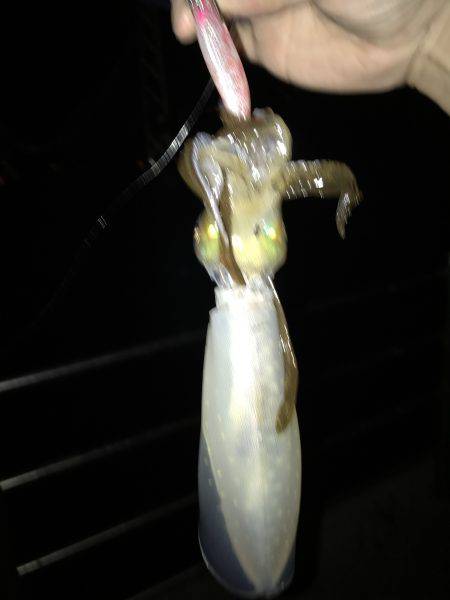 デカイカ求めて&数釣り