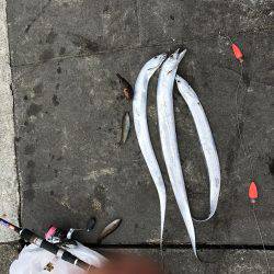 ひさびさタチウオ