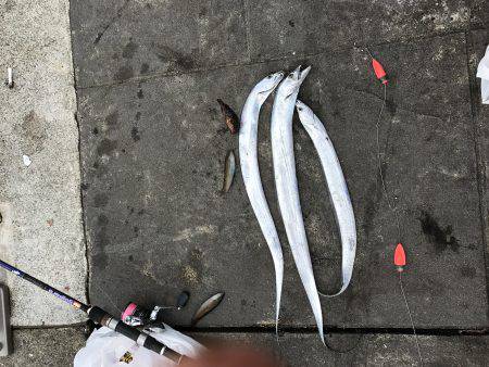 ひさびさタチウオ