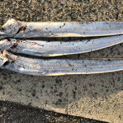 渋いなかの…。