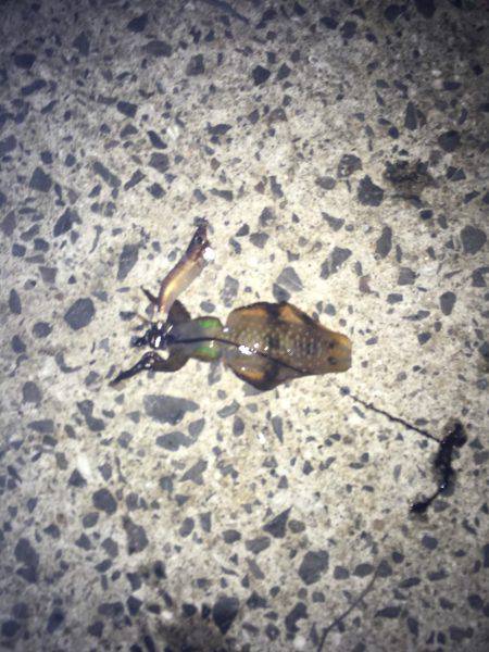 オールリリース…