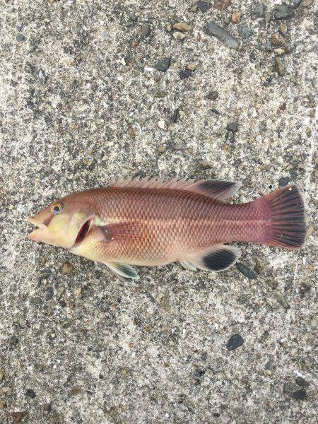 ウキフカセ際釣りで