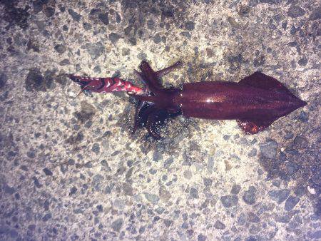 ケンサキ終わりかな？