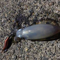 まあまあなサイズが釣れだして