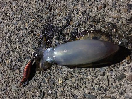 まあまあなサイズが釣れだして