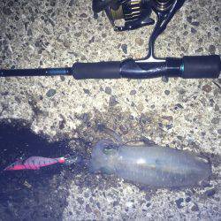 朝まづめ狙いで