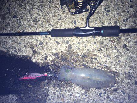 朝まづめ狙いで