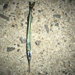 意地フィッシング