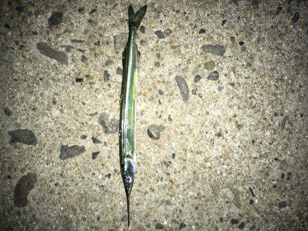 意地フィッシング