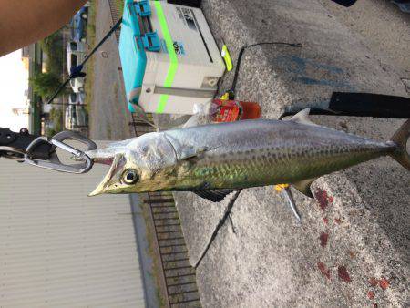 穴場でサゴシきたー