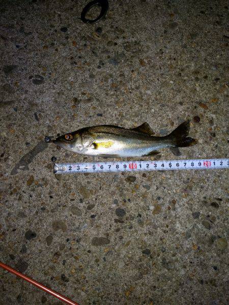 久々にエサ釣り