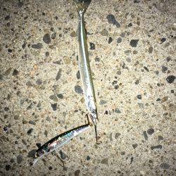 ルアーで色々釣り