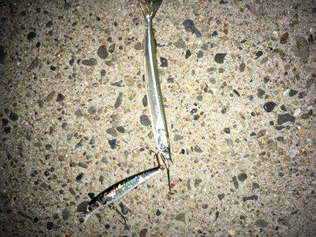 ルアーで色々釣り