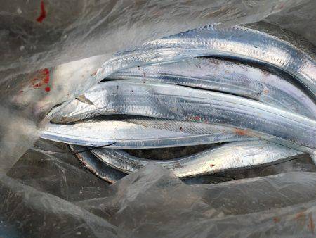 タチウオ浮き釣り